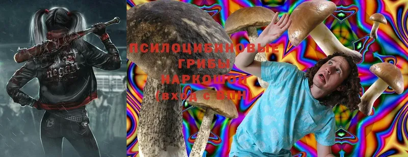 закладка  Можга  Галлюциногенные грибы Cubensis 